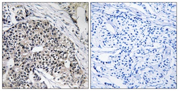MRP-L24 rabbit pAb