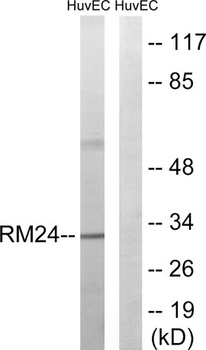 MRP-L24 rabbit pAb
