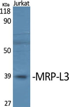MRP-L3 rabbit pAb