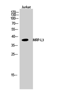 MRP-L3 rabbit pAb