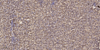 MRP-L3 rabbit pAb
