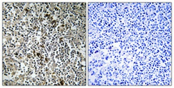 MRP-L4 rabbit pAb