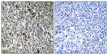 MRP-L4 antibody