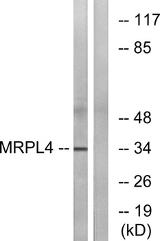 MRP-L4 antibody