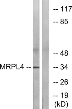 MRP-L4 rabbit pAb