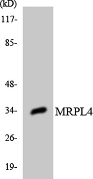 MRP-L4 rabbit pAb