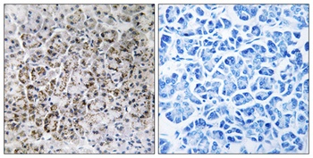 MRP-L40 rabbit pAb