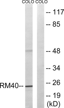 MRP-L40 rabbit pAb