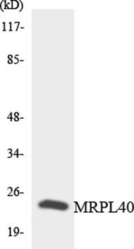 MRP-L40 antibody