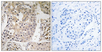 MRP-L41 rabbit pAb