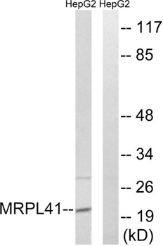 MRP-L41 rabbit pAb