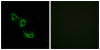 MRP-L44 antibody