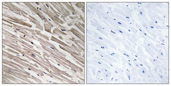 MRP-L44 rabbit pAb