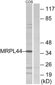 MRP-L44 antibody