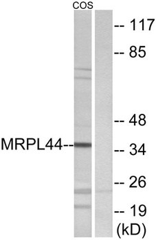 MRP-L44 rabbit pAb