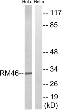 MRP-L46 antibody