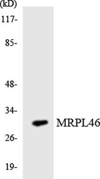 MRP-L46 rabbit pAb