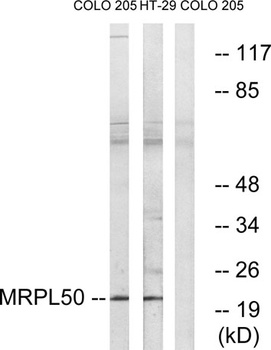 MRP-L50 antibody