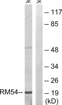 MRP-L54 antibody