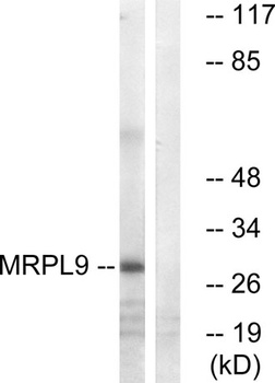 MRP-L9 rabbit pAb
