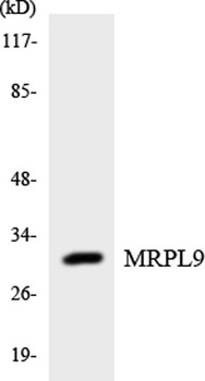 MRP-L9 antibody