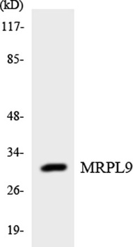 MRP-L9 rabbit pAb