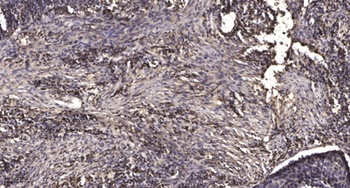 MRP-L9 rabbit pAb