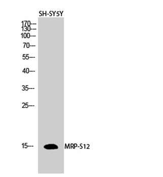 MRP-S12 rabbit pAb