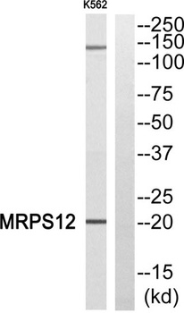 MRP-S12 rabbit pAb