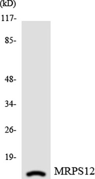 MRP-S12 antibody