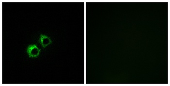 MRP-S21 antibody