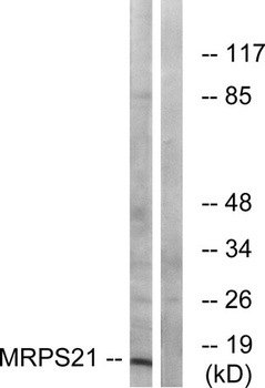 MRP-S21 rabbit pAb
