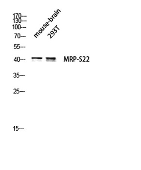 MRP-S22 rabbit pAb