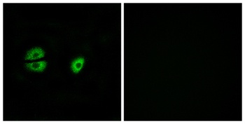 MRP-S22 antibody