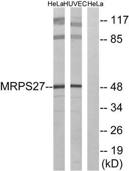 MRP-S27 antibody