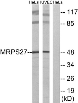MRP-S27 rabbit pAb