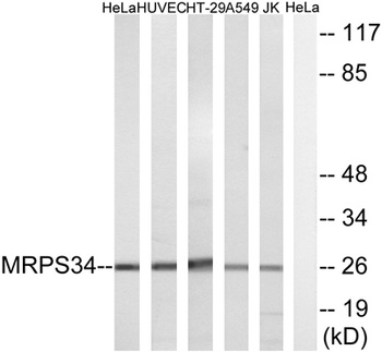 MRP-S34 antibody