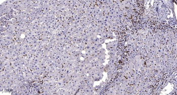 MRP-S34 antibody