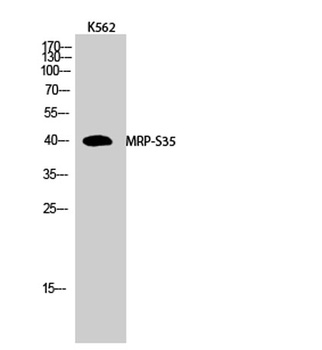 MRP-S35 rabbit pAb