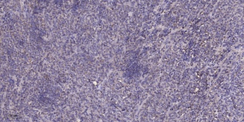 MRP-S35 antibody