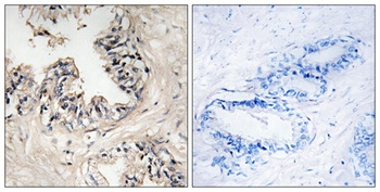 MRP-S36 antibody