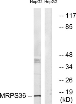 MRP-S36 antibody
