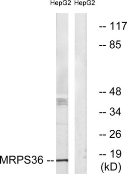 MRP-S36 rabbit pAb