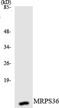 MRP-S36 antibody