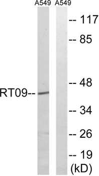 MRP-S9 rabbit pAb
