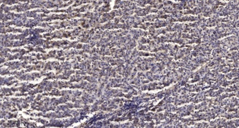 MRP-S9 antibody