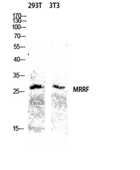 MRRF rabbit pAb