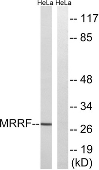 MRRF rabbit pAb