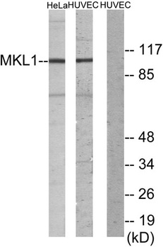 MRTF-A rabbit pAb