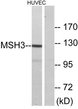 MSH3 antibody